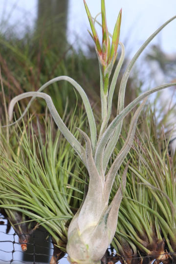 Tillandsia Caput Medusae