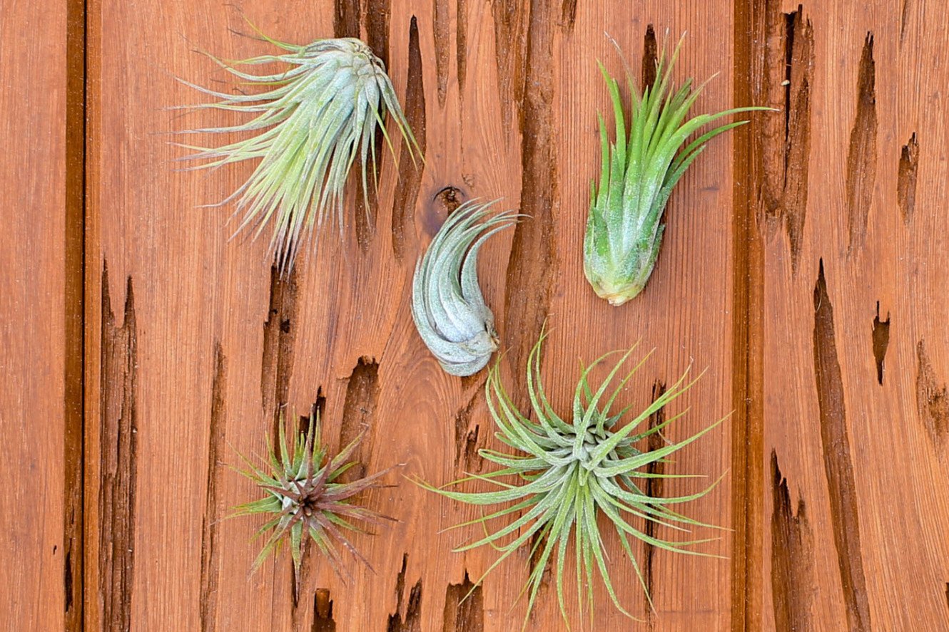 Ionantha Air plant pack, 3 5, 10, tillandsia air plants Air Plant Ionantha Pack, Air Plant Terrarium Plants Bulk Air Plants, Tillandsia