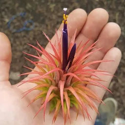 Tillandsia Ionantha Rubra air plant