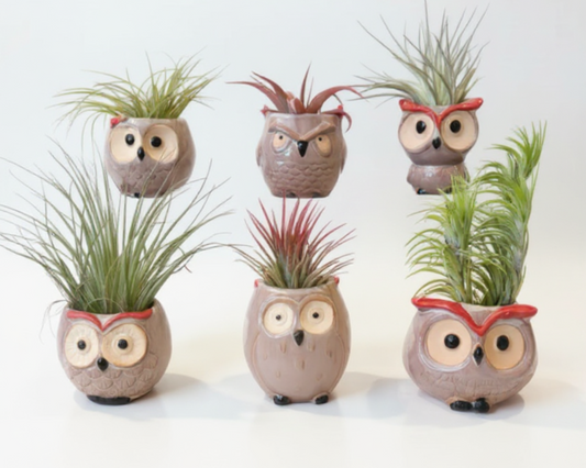 Set of six owl-shaped planters with air plants on a white background

