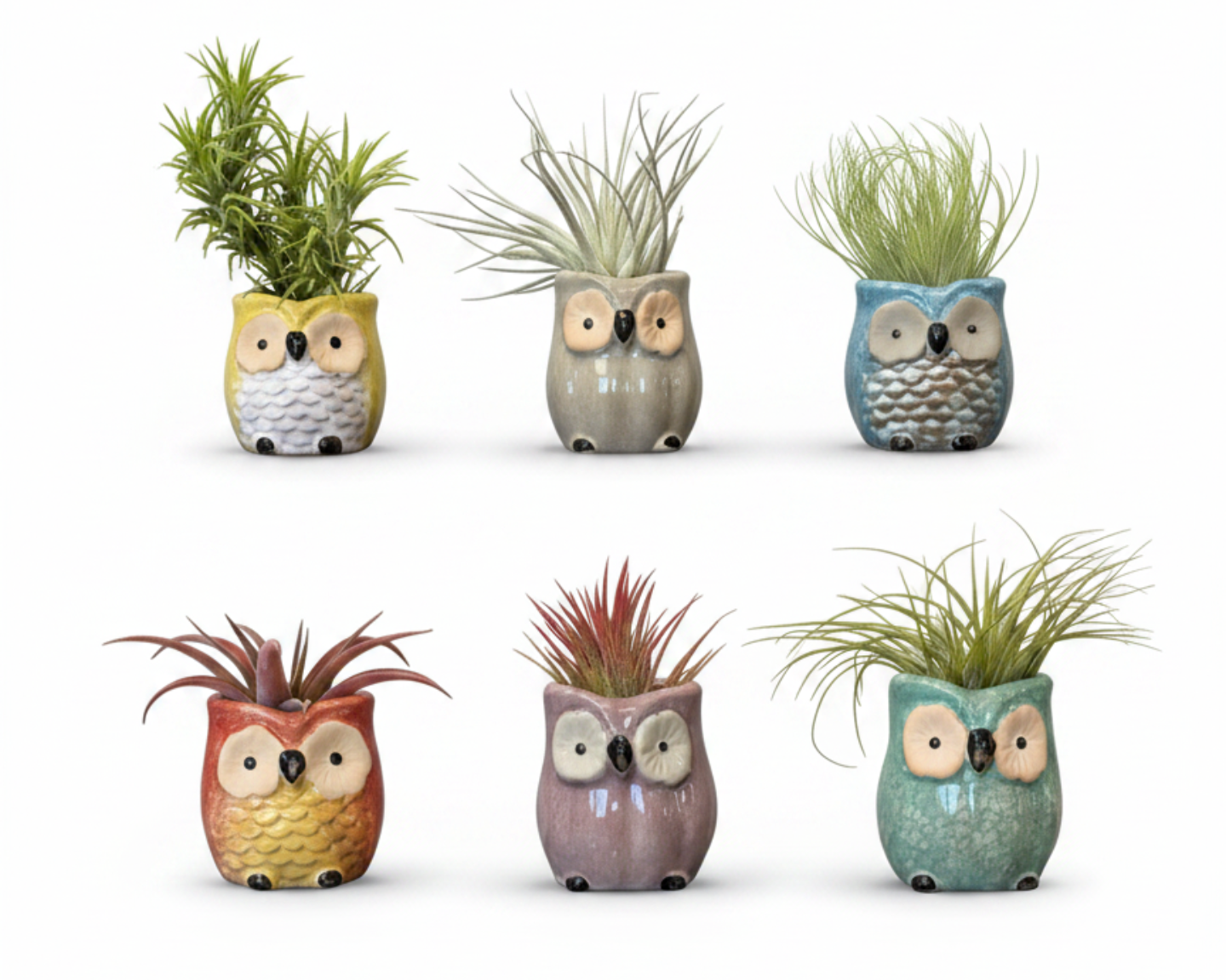 Set of six owl-shaped air plant holders with air plants on a white background

