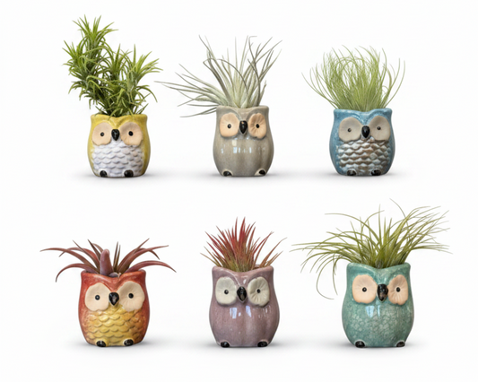 Set of six owl-shaped air plant holders with air plants on a white background

