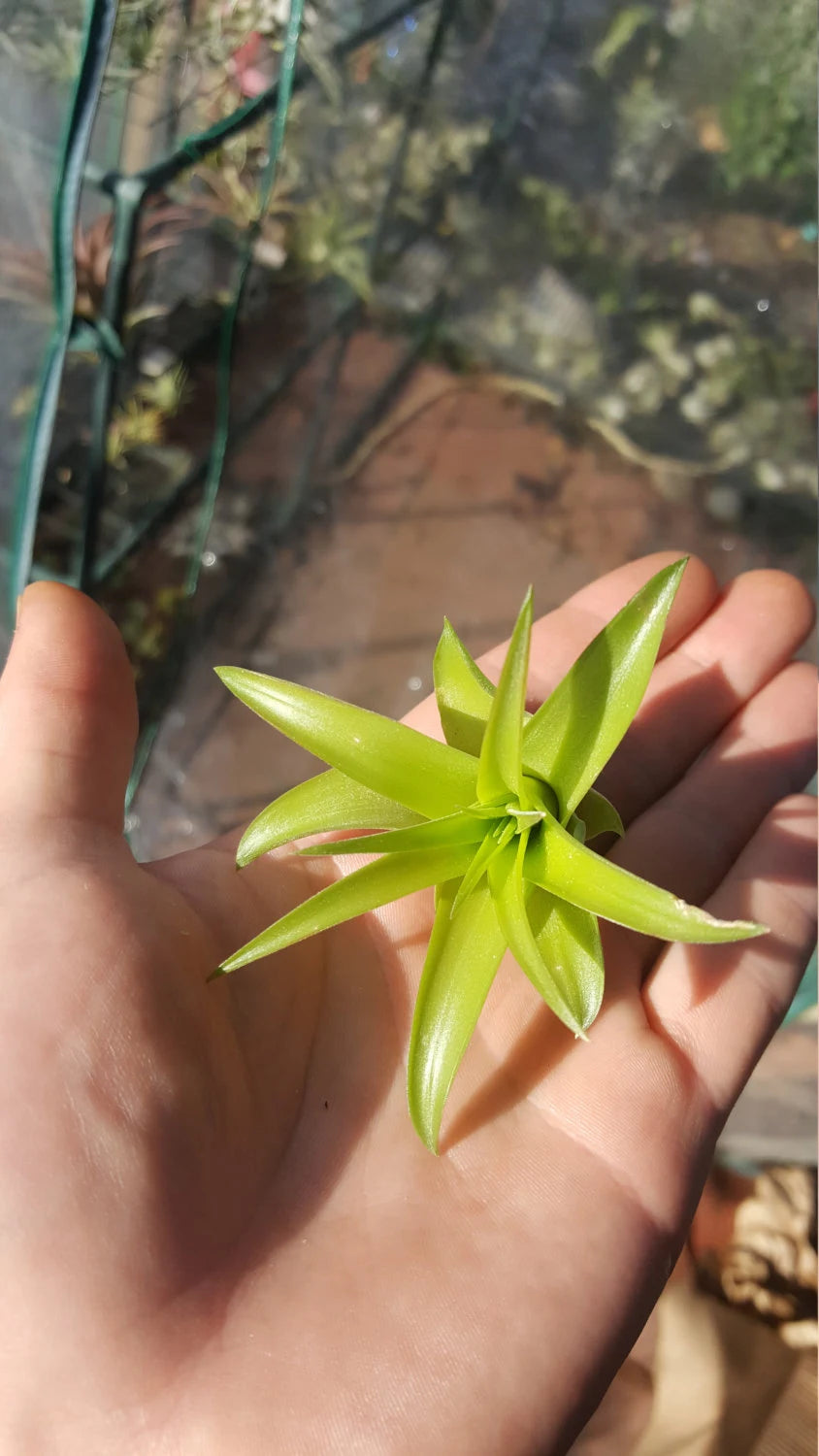 Tillandsia Brachycaulos