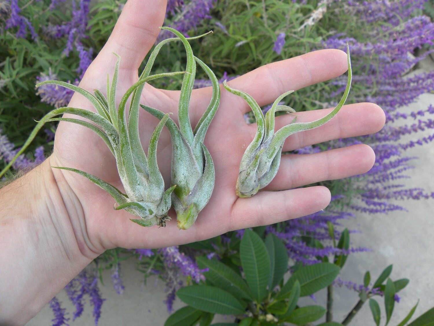 medusae air plant Tillandsia Caput Medusae – Air Plant Direct