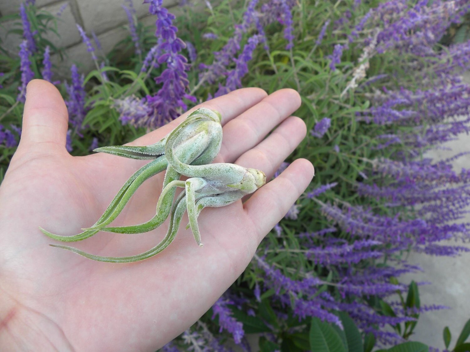medusa air plant bloom Tillandsia Caput Medusae – Air Plant Direct