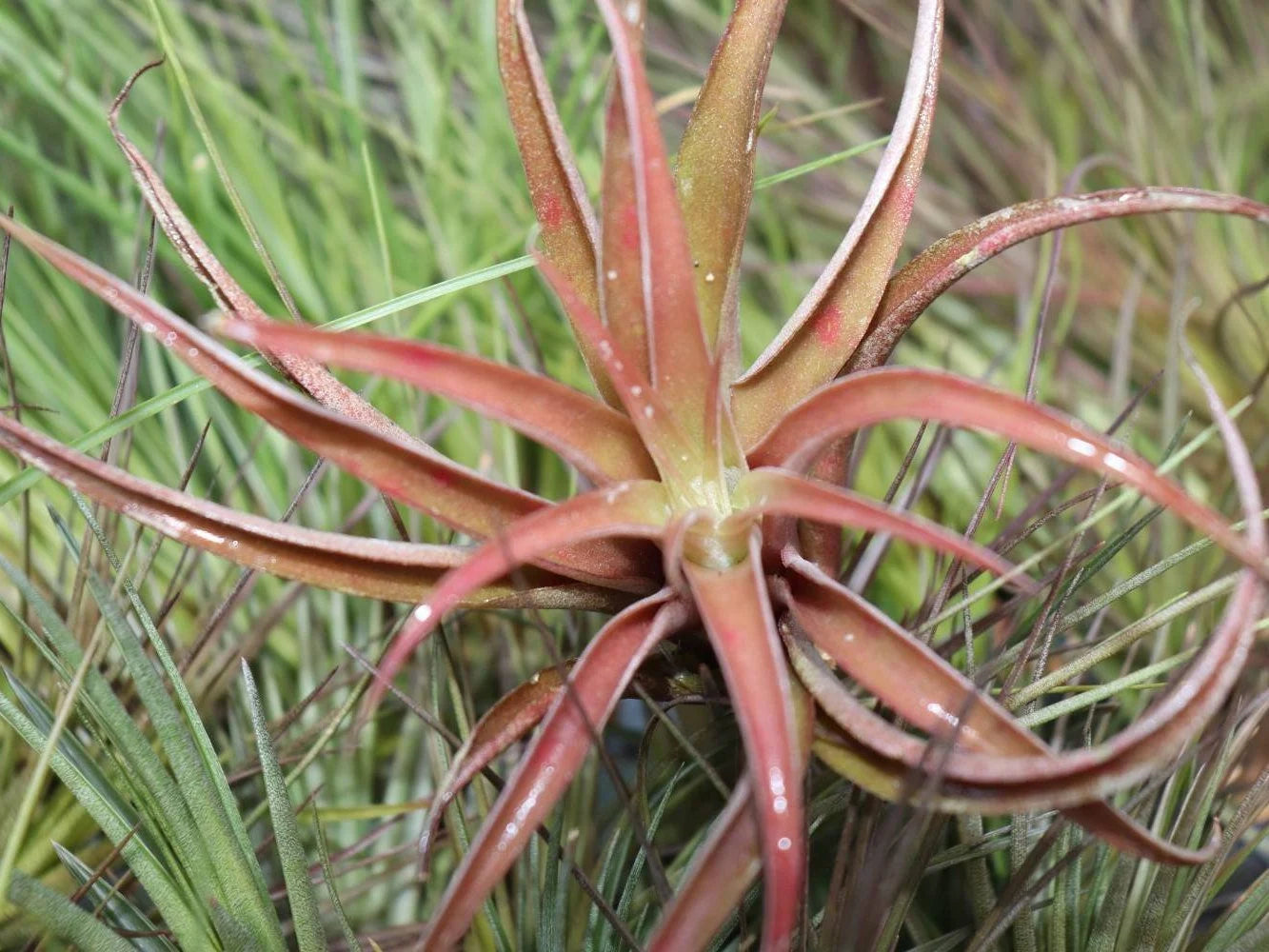 Tillandsia Capitata Peach