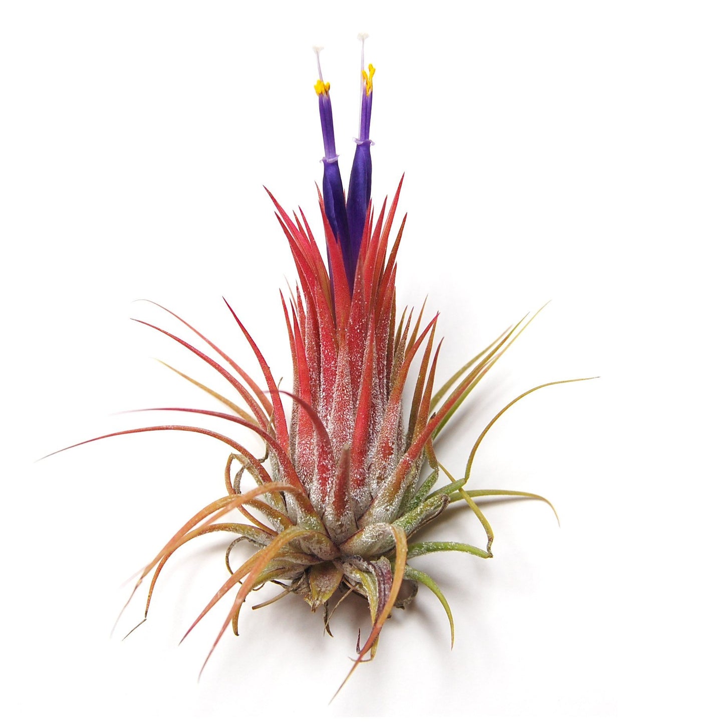 Tillandsia Ionantha Guatemala Air Plant