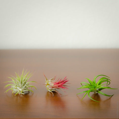 Ionantha Air plant pack, 3 5, 10, tillandsia air plants Air Plant Ionantha Pack, Air Plant Terrarium Plants Bulk Air Plants, Tillandsia