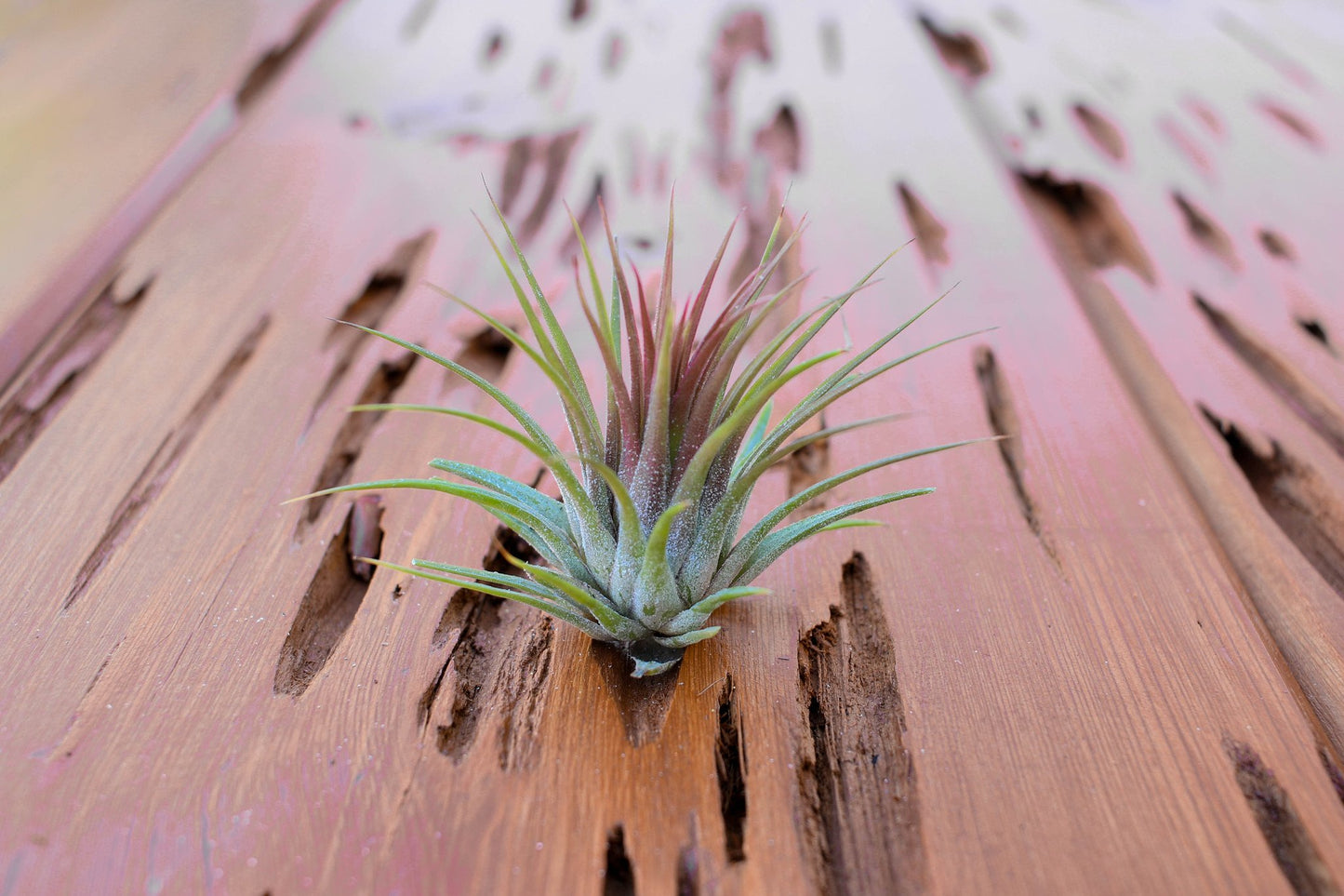 Tillandsia Ionantha Guatemala Air Plant