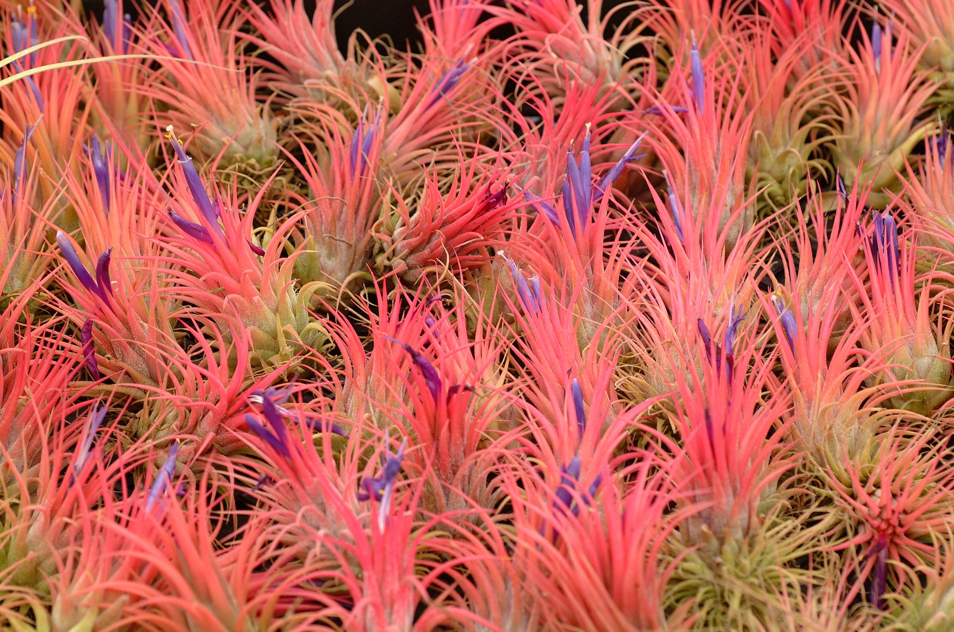 ionantha air plants Ionantha Air plant pack, 3 5, 10, tillandsia air plants Air Plant Iona – Air Plant Direct