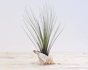 Tillandsia Juncea Air Plant