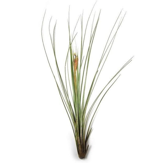 Tillandsia Juncea Air Plant