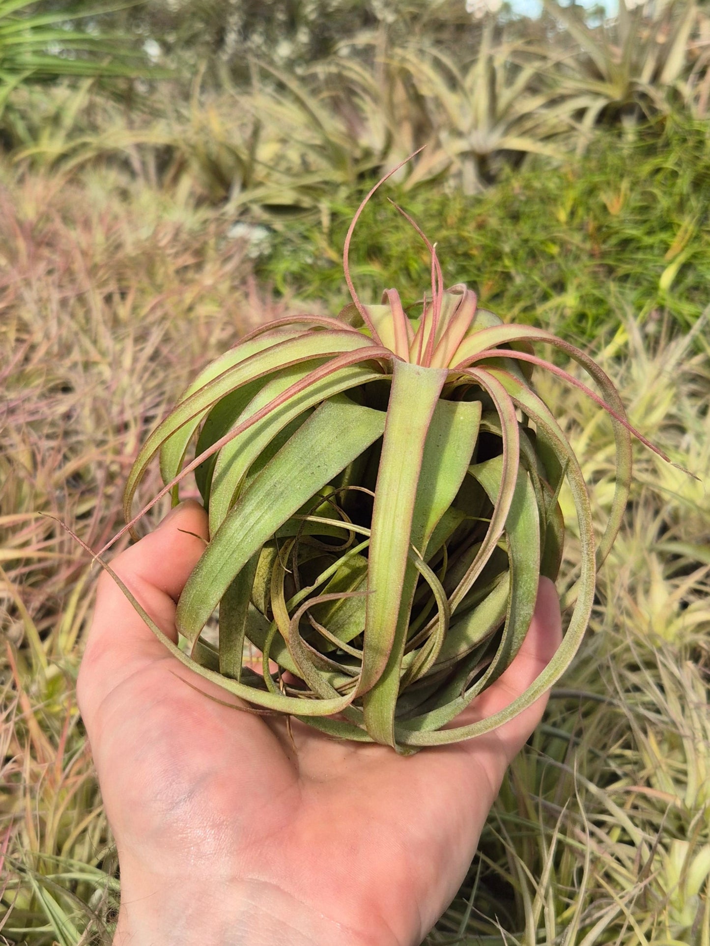 Tillandsia Eric Knobloch