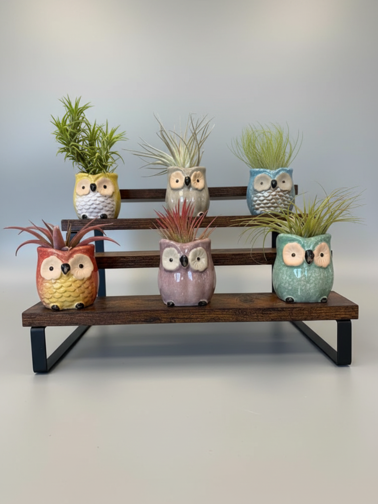 Owl Colorful Plants – Ceramic Air Plant Pots with Live Air Plants
