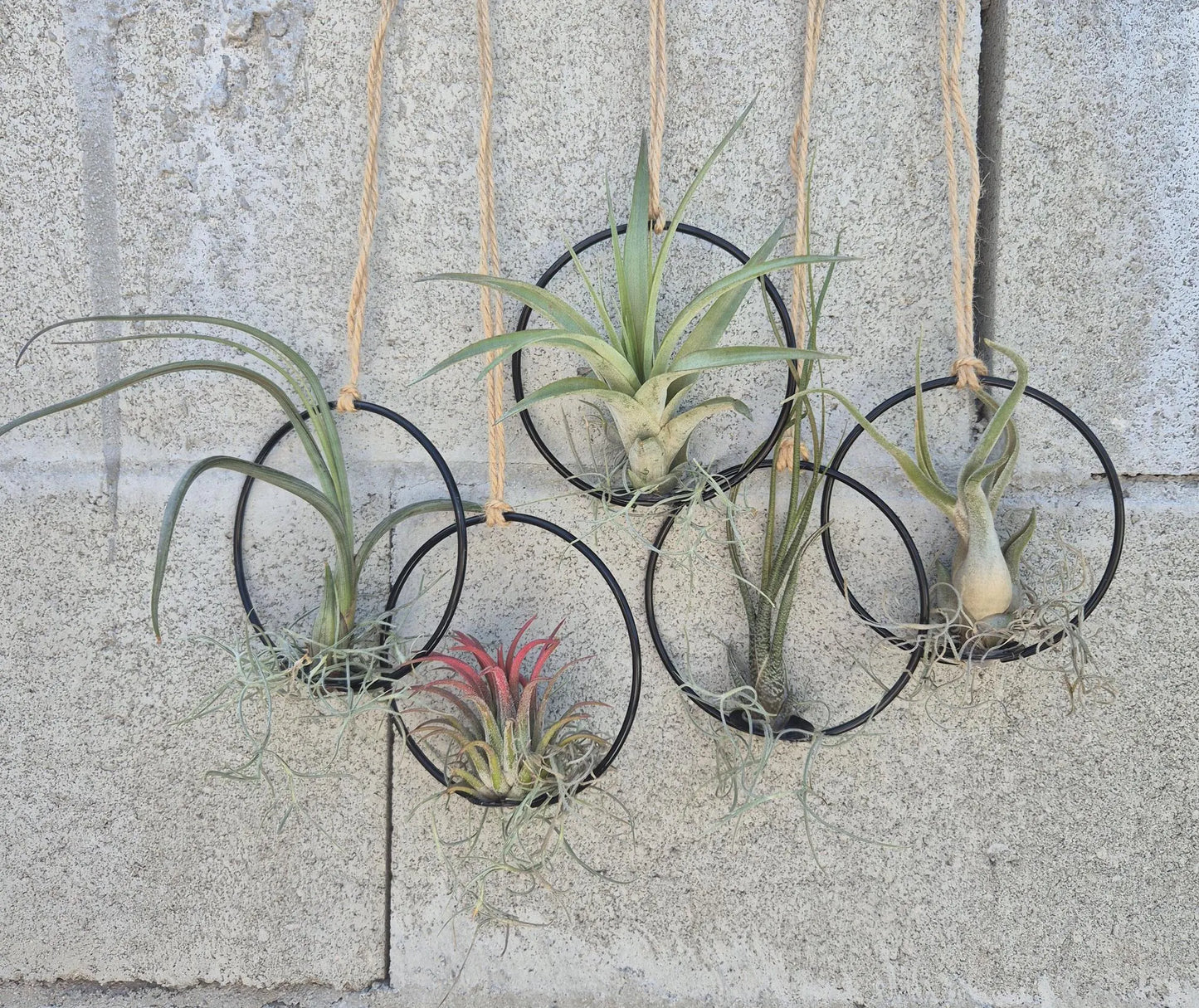 Hanging Air Plant Rings