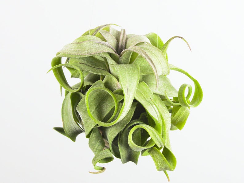 Tillandsia Streptophylla Air plant