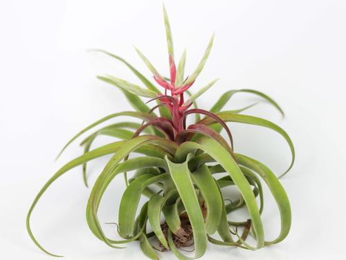 Tillandsia Streptophylla Air plant