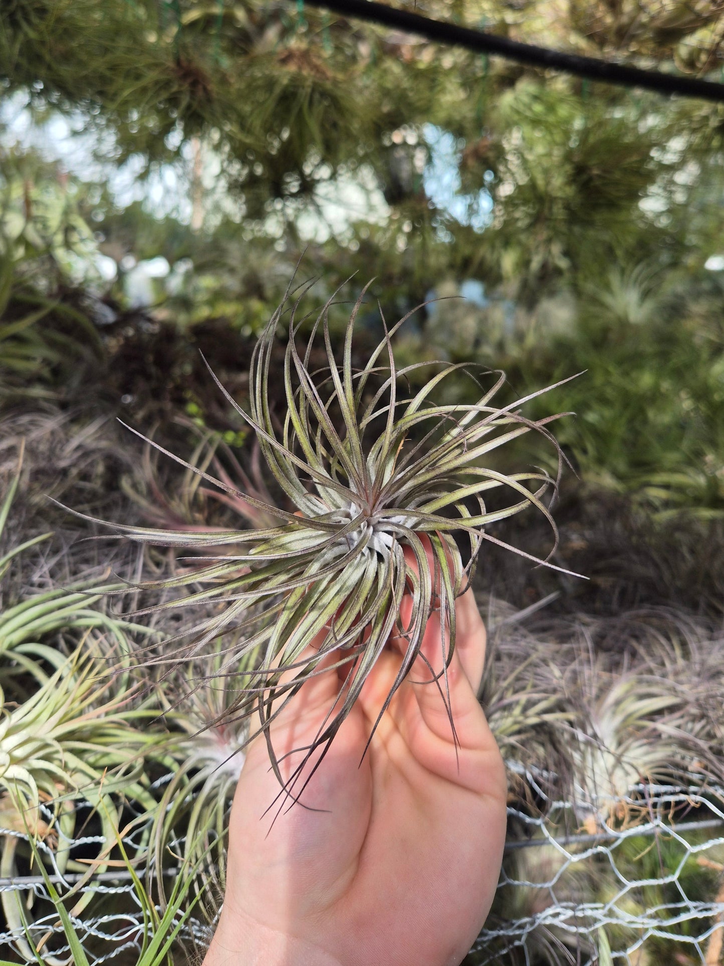 Tillandsia Stricta Midnight